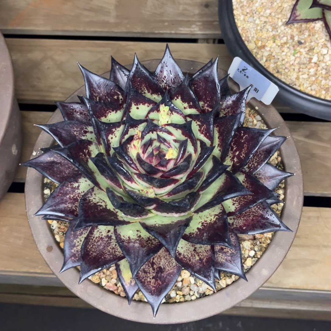 缺***缺z先生的多肉3个宽叶加开阳