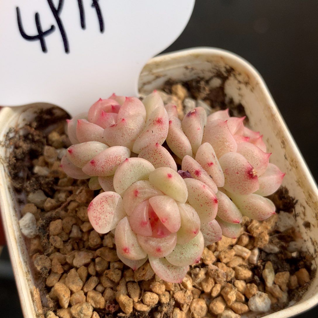 飘枝甜心3头群4919