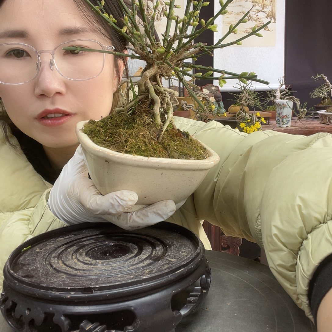 无花朵迎春花开了