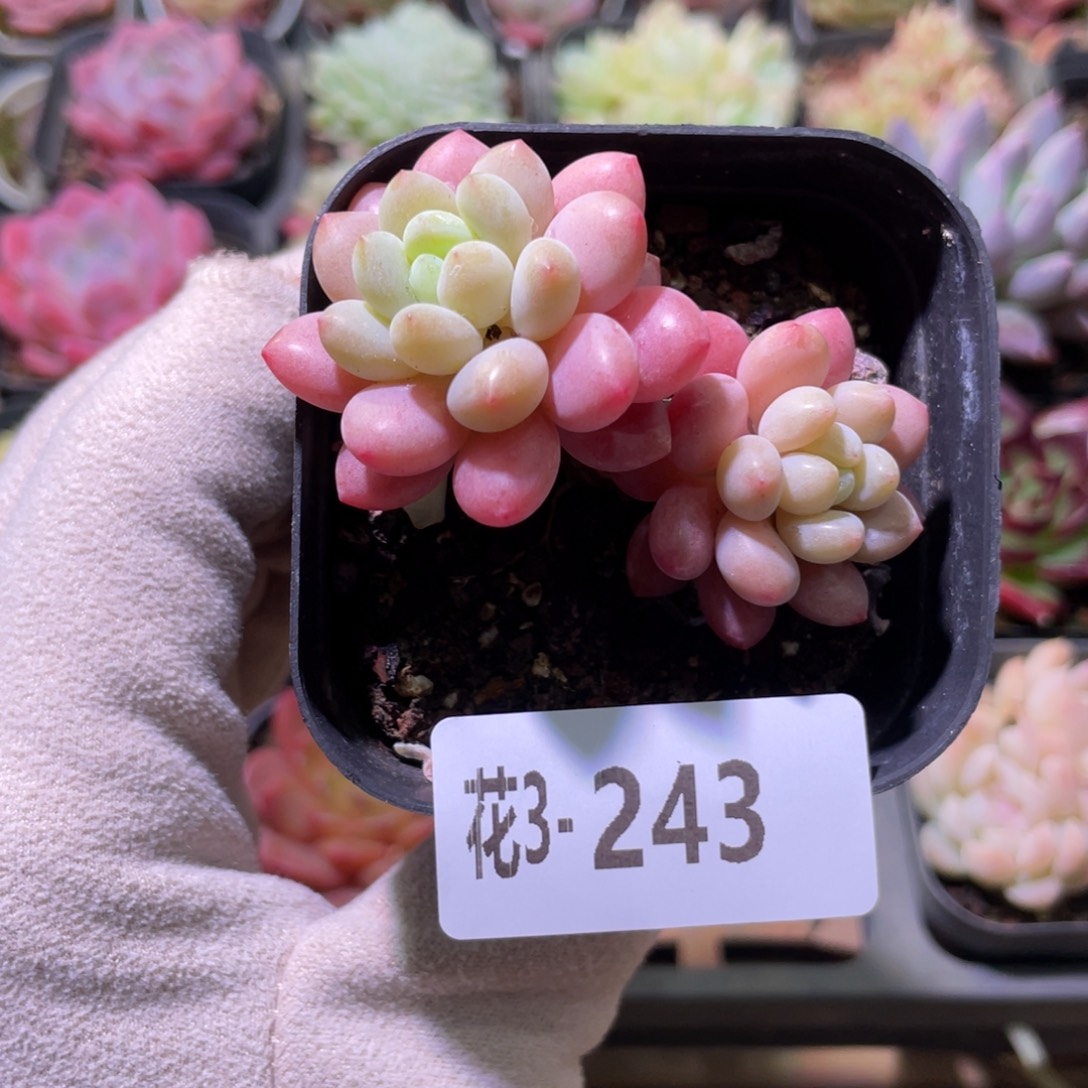 花利美3-243洛可可