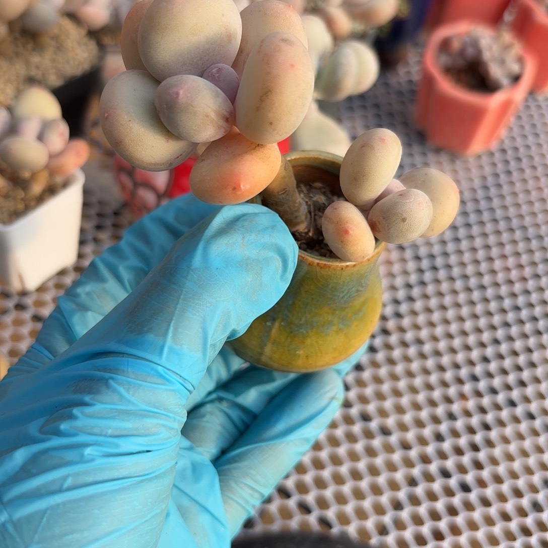 黄金鸡蛋大叶奶酪