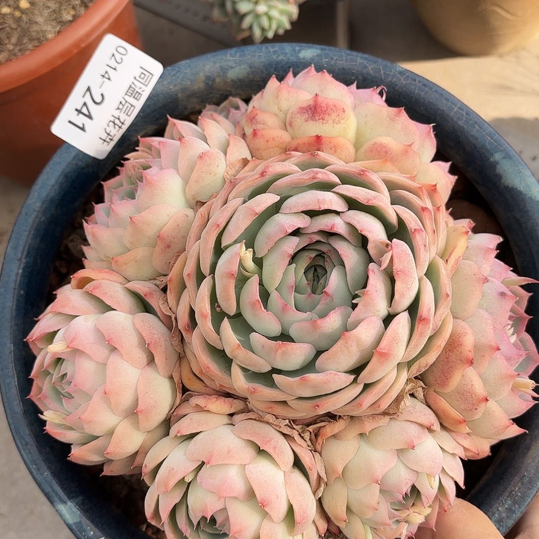 同温层多肉侧影241