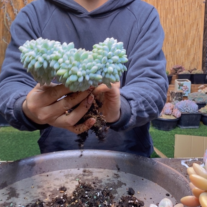 湫***。317号号奶糖多肉植物