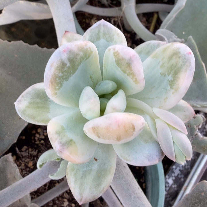 美人锦高瓷白锦拉丝锦