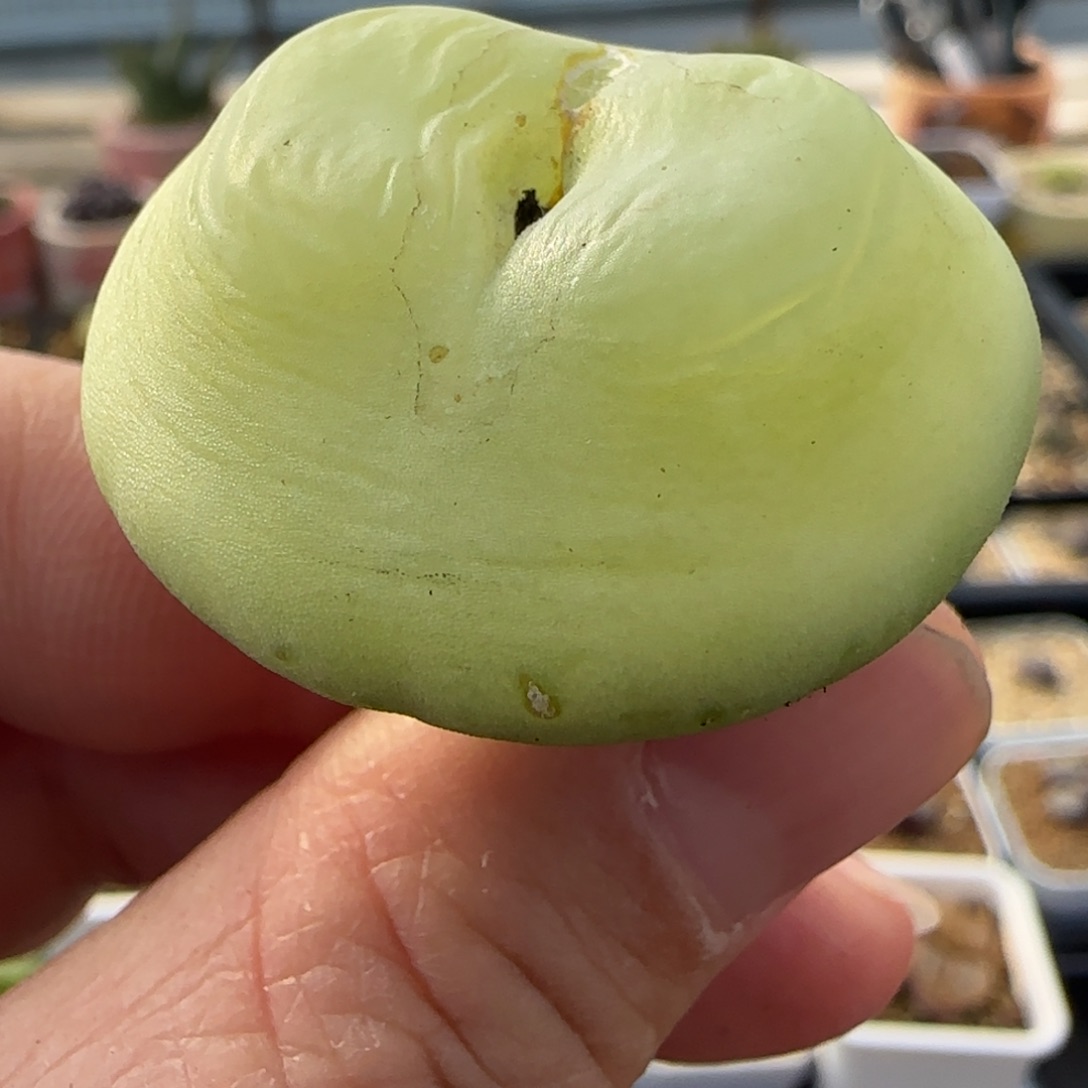 2.6号大拉登9年株1号