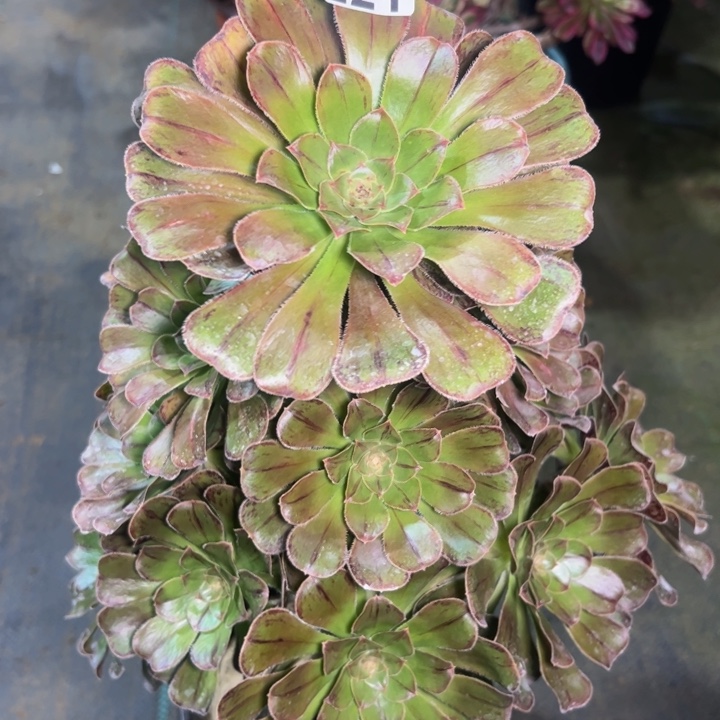 拉丝锦221多肉法师一物一拍