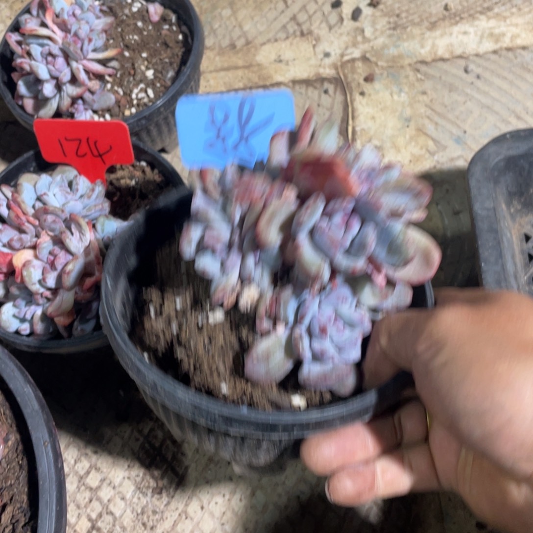 星影缀化多头群生88