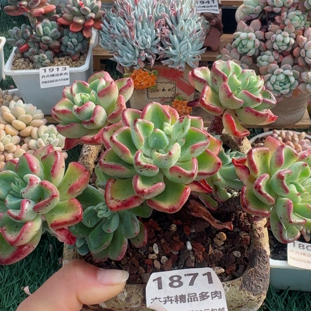 1871一物一拍（满28包邮）