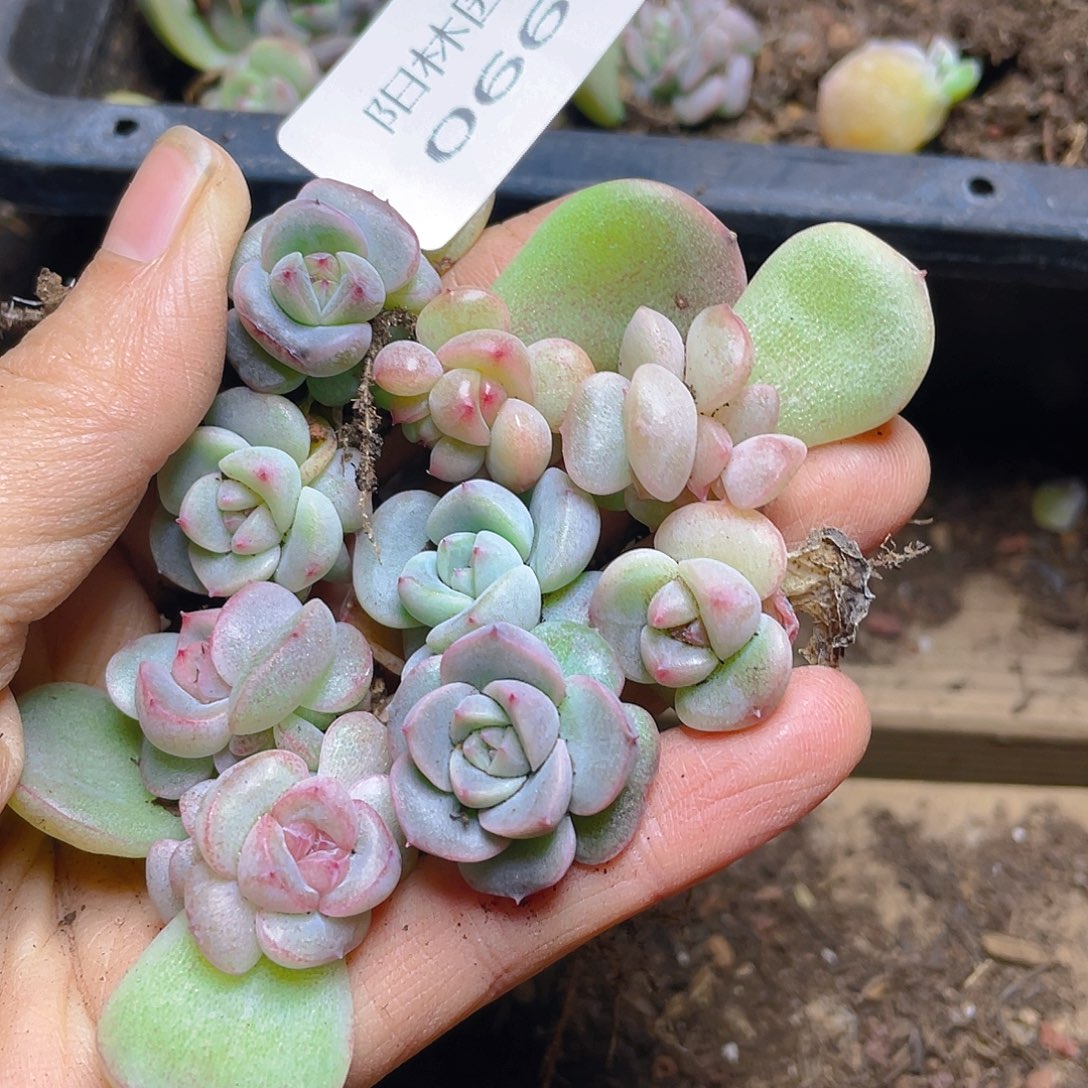 多肉植物多肉植物662