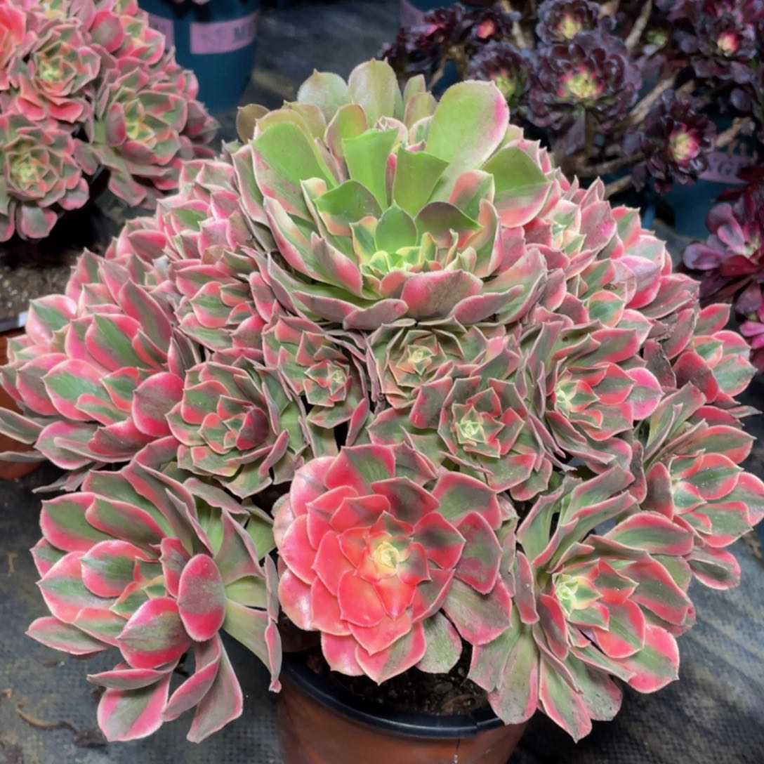 652粉女妖精品法师老桩