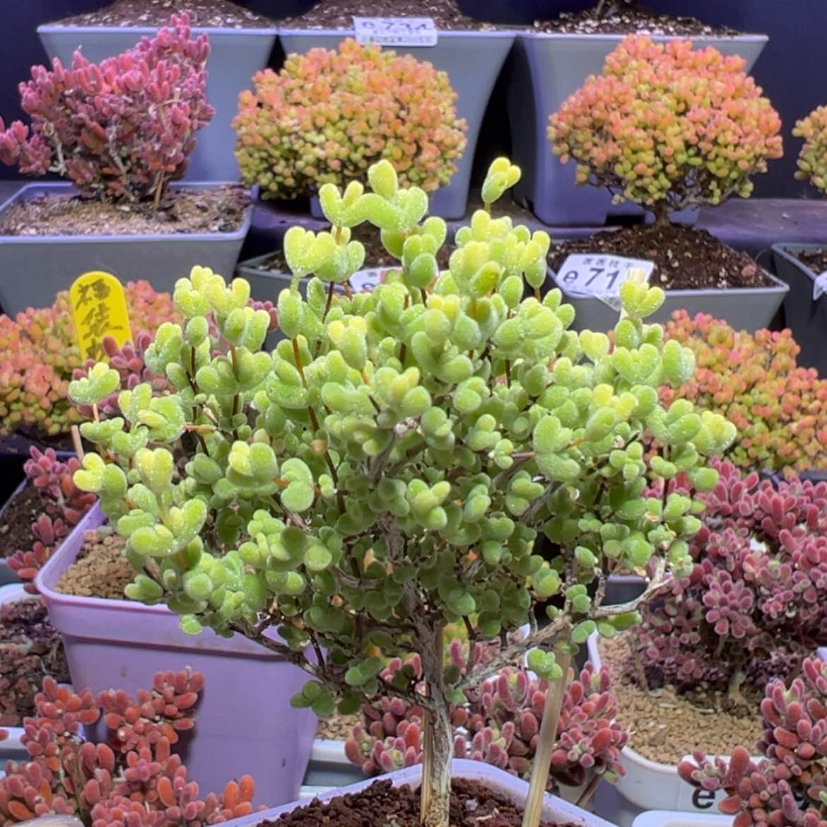 【闪购商品】e779大长腿抽象莱斯