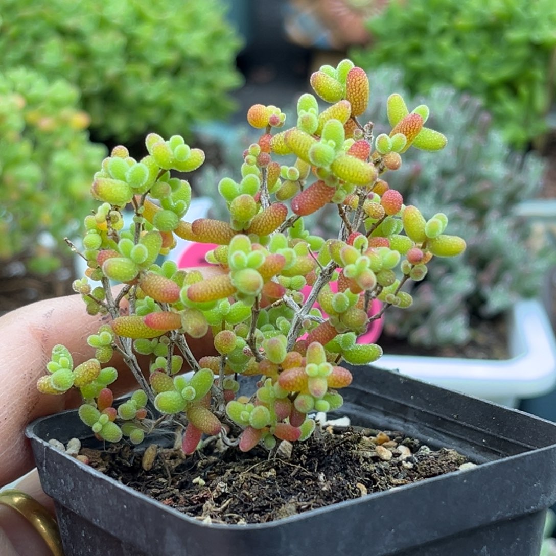 每***鱼蜜桔糖球优选枝干