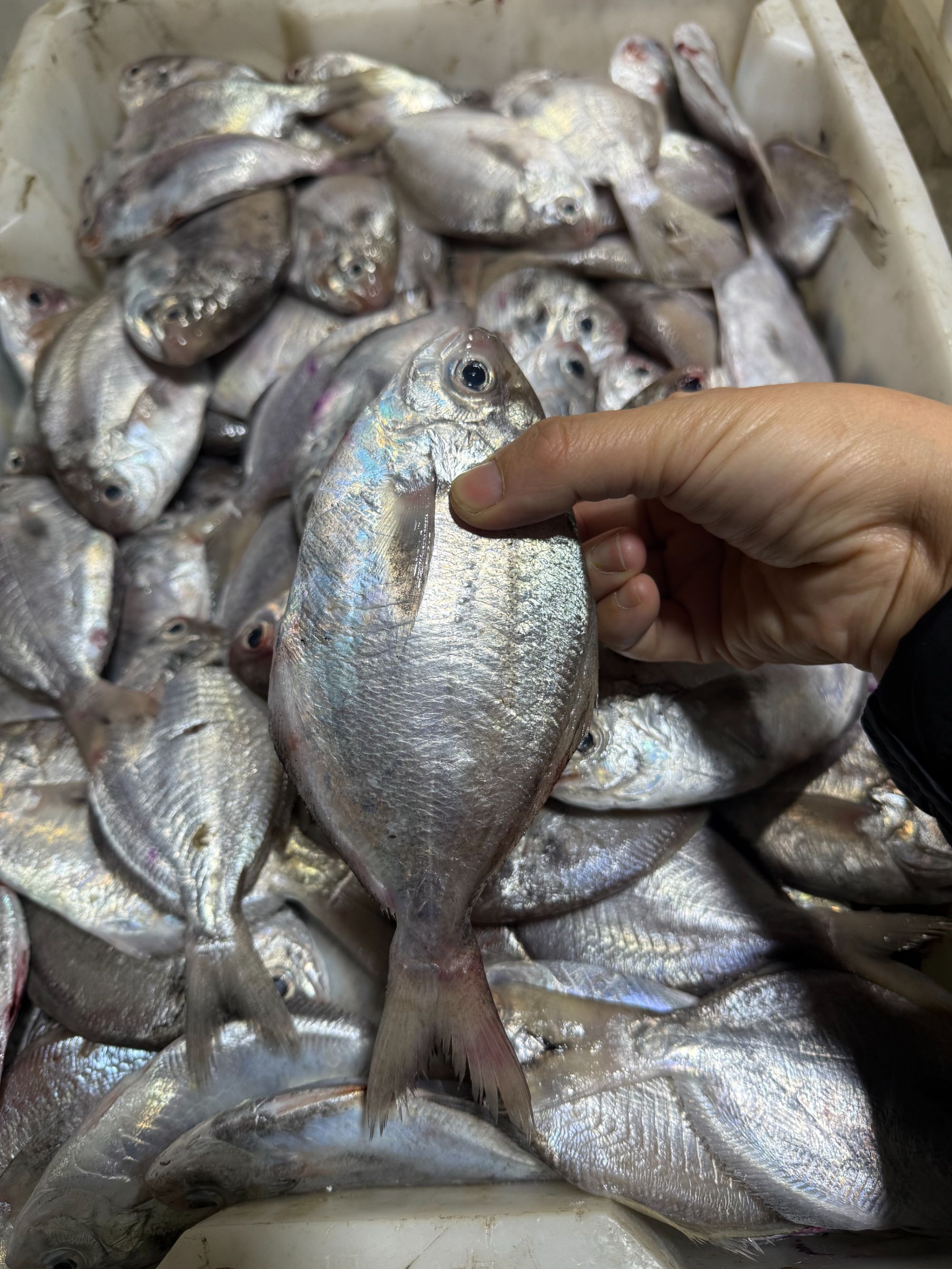 冰鲜 石浦肉鲳 肉质细嫩鲜美