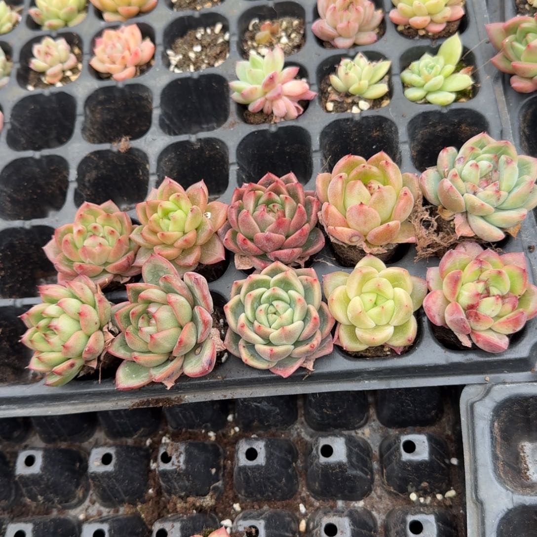 23-17冰玉杂交万宝龙类十棵量拍左四