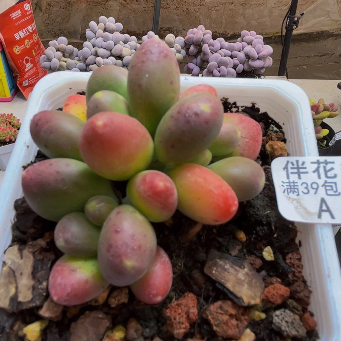 434/6cm芒果奶苗对多肉植物