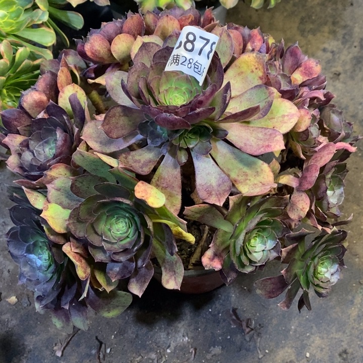 万圣节多肉断头不包878