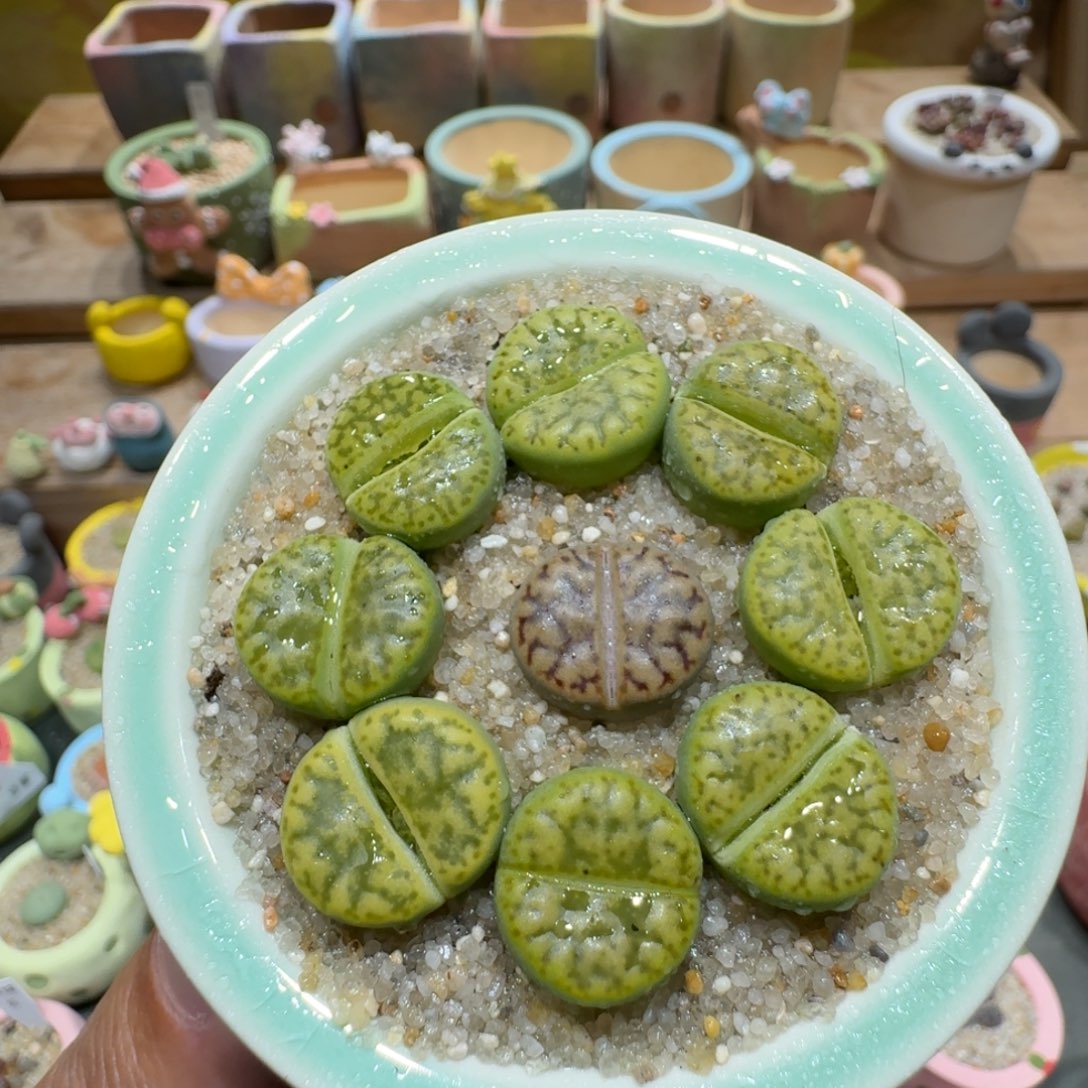 蘑菇1557黄鸣玄多肉植物