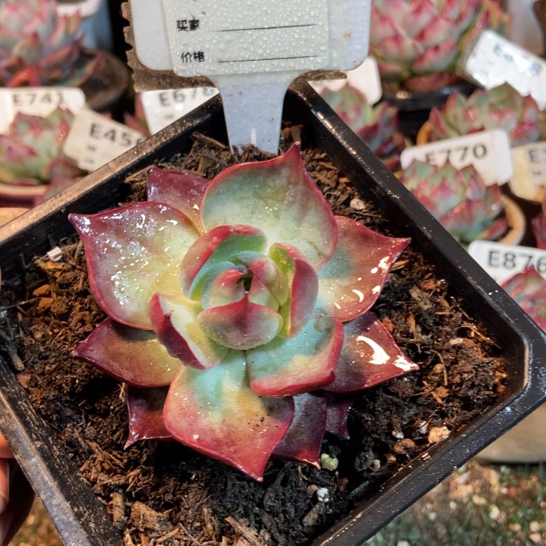 惊鸿一瞥856号多肉