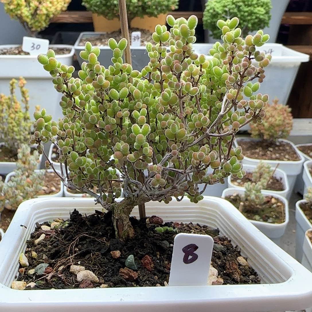 福利款蜜橘糖球。。