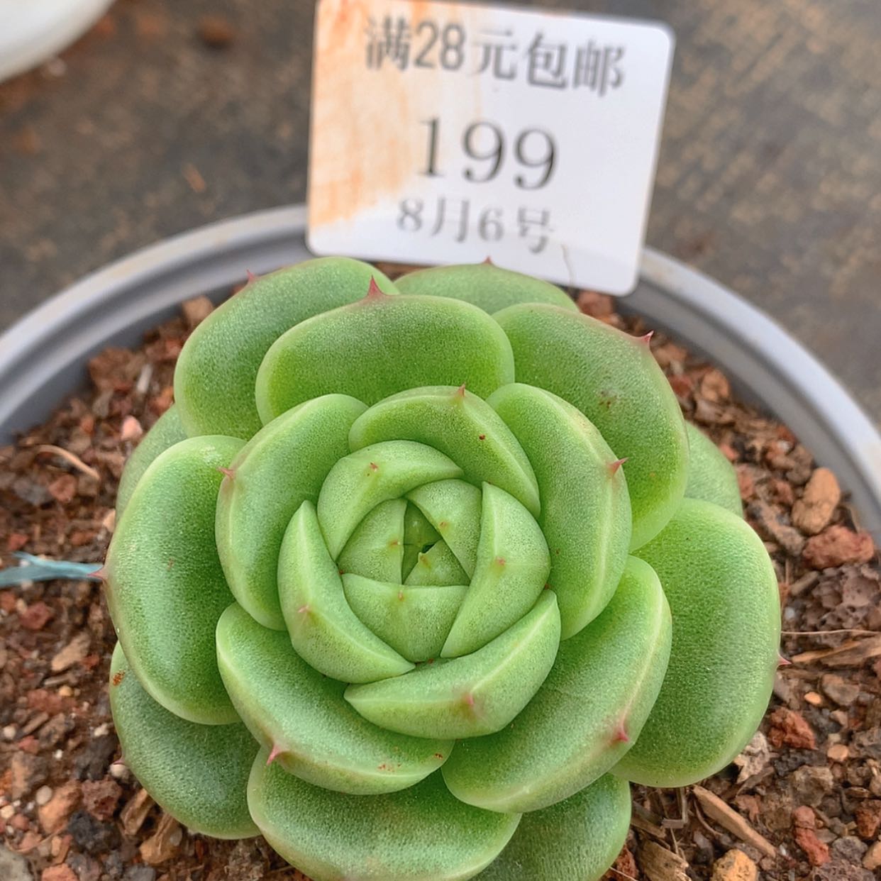 【闪购商品】云199号