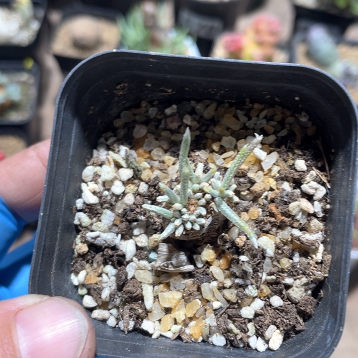 231师生韧锦块根