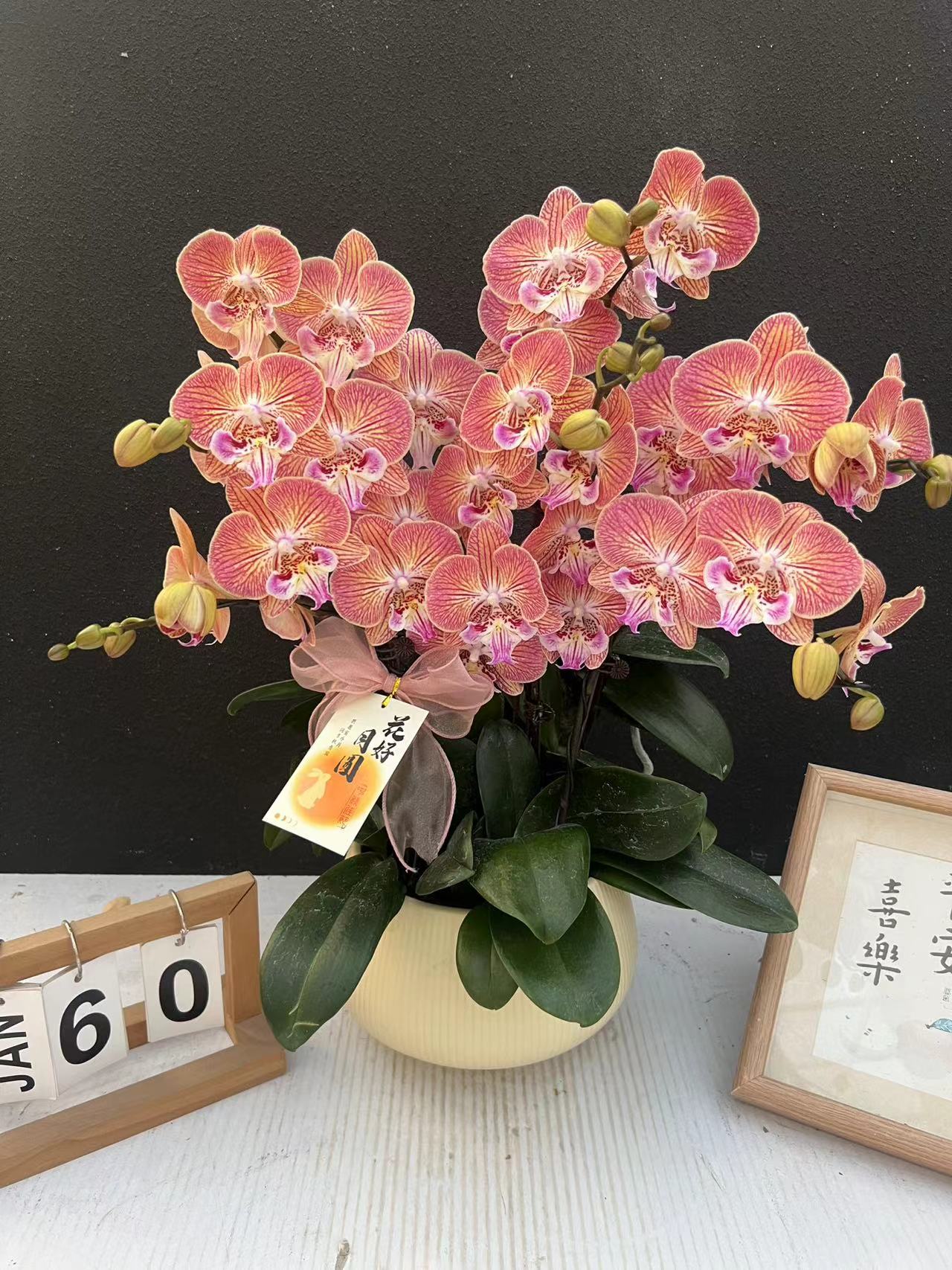 简香《金缕衣》鲜花高端蝴蝶兰艺术组盆鲜花摆设高端花卉