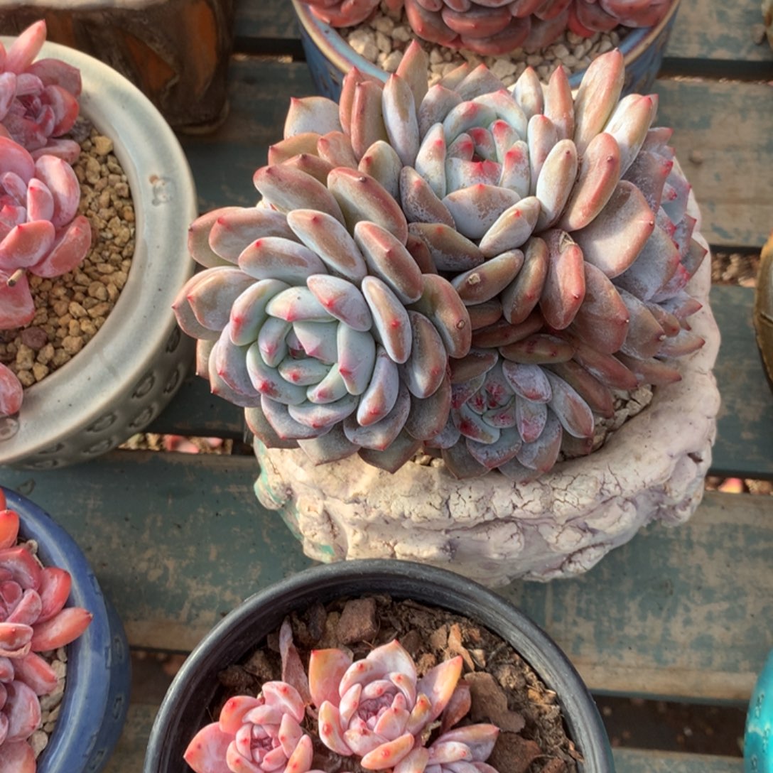 无花朵哈哈哈哈哈哈哈哈紫皮