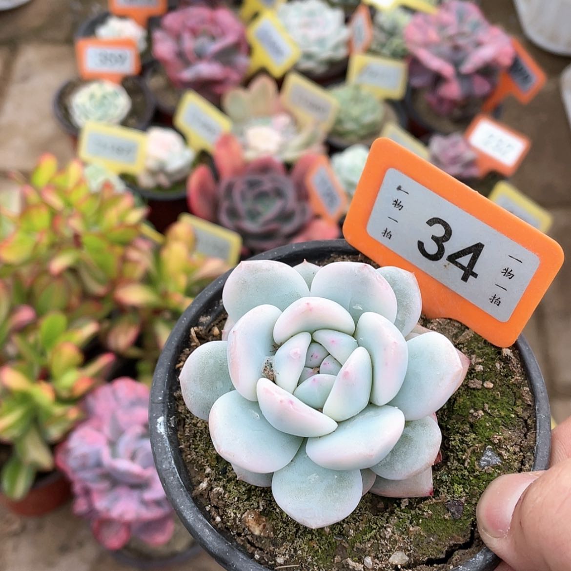 【闪购商品】34号的