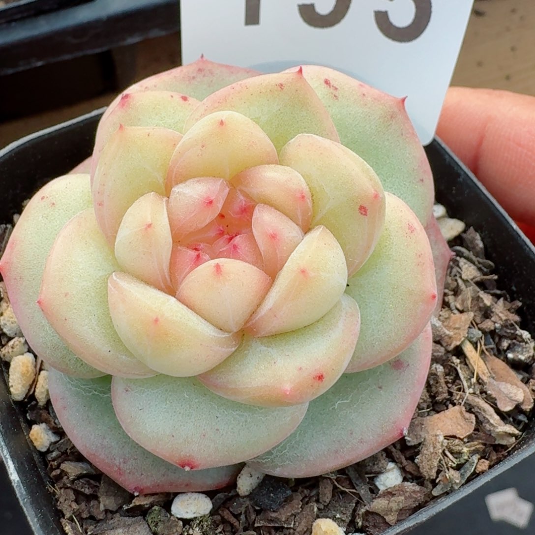 芳草         精品多肉