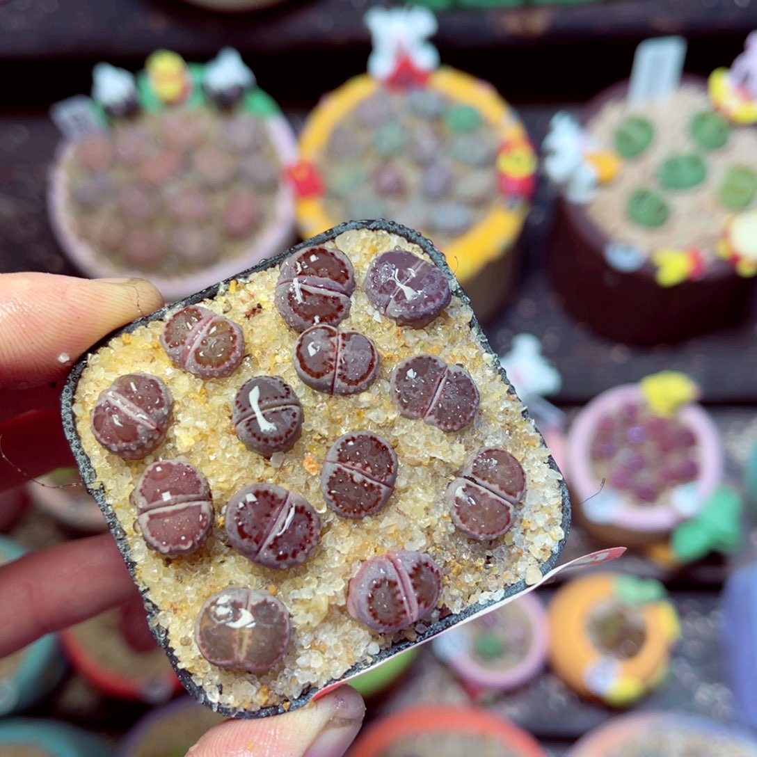 179生石花带盆发1