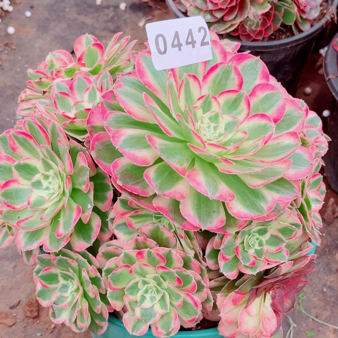 玉芙蓉多肉发货发货