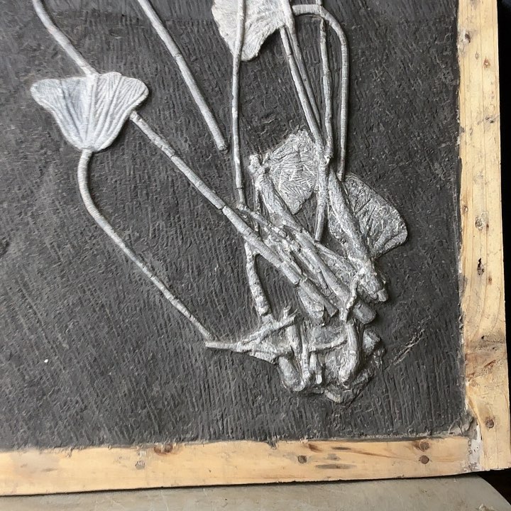 石楠木贵州奇石海百合化石