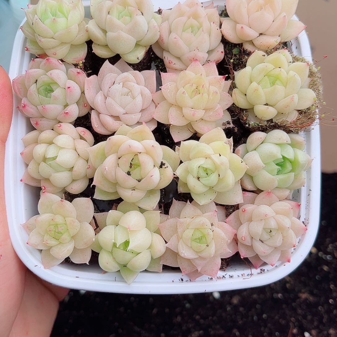 1-533 新疆西藏内蒙不发12.8包邮2-3公分多肉