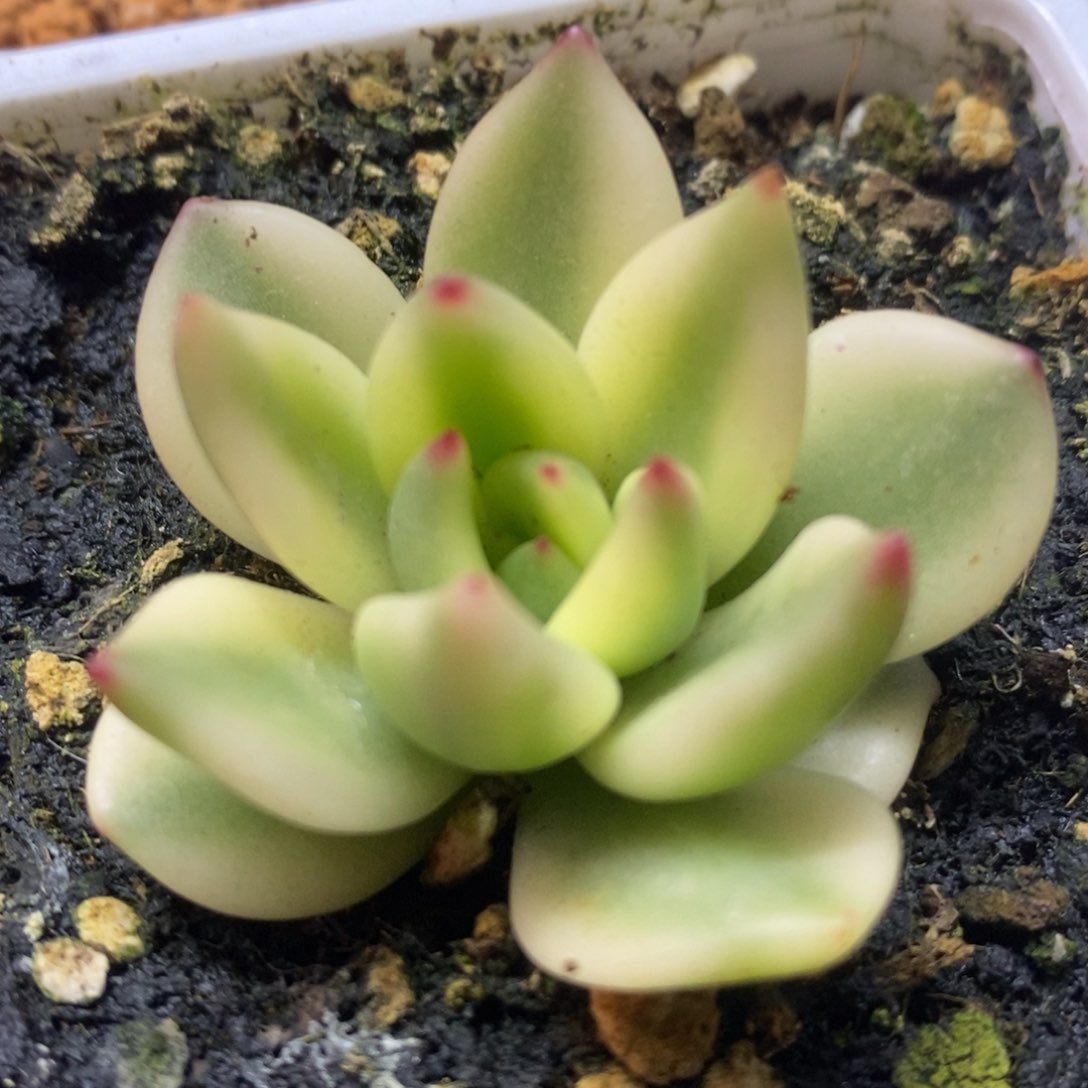 祝知松锦 多肉植物