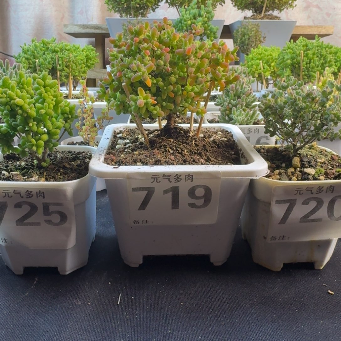 茉***o枝干枝干枝干枝干
