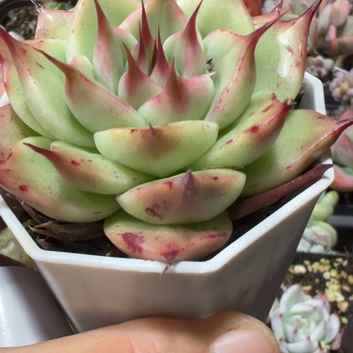 托斯卡多肉植物多肉植物