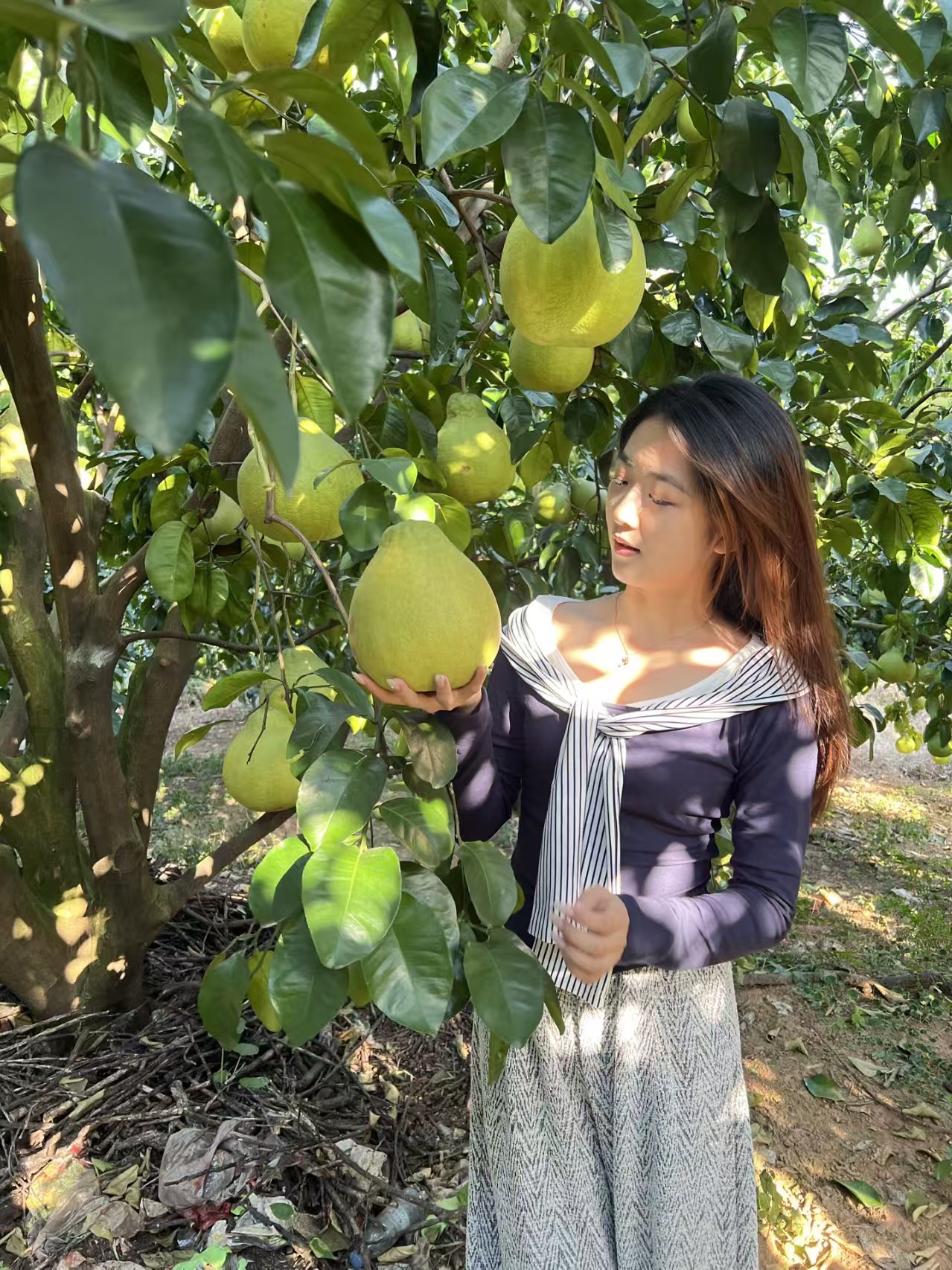 正宗梅州沙田柚原产地现发老少孕水果纯甜无酸皮薄肉厚现摘水分1