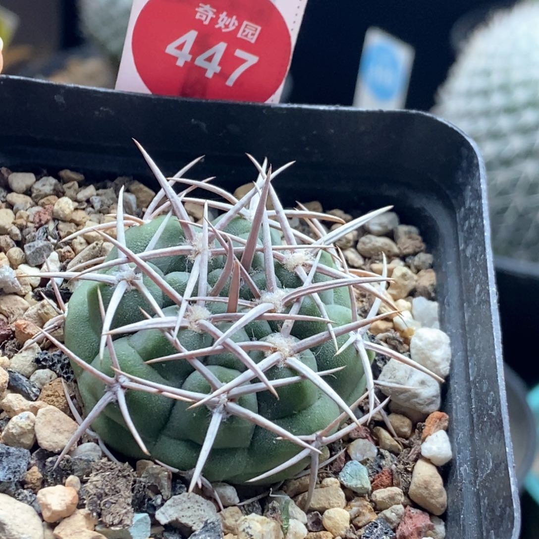 实生狂刺碧岩玉3.9cm