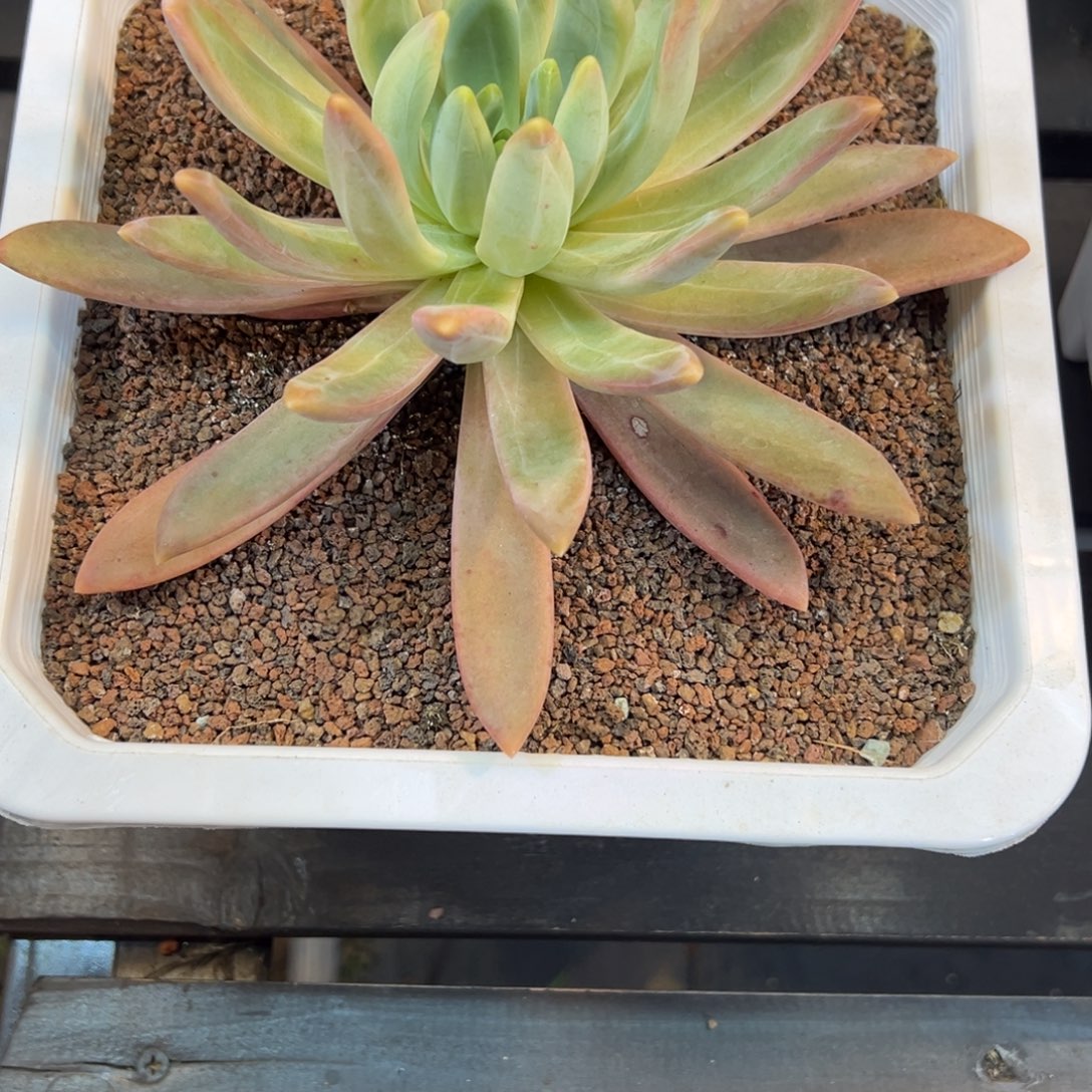 星****多维奇一颗肉肉看看