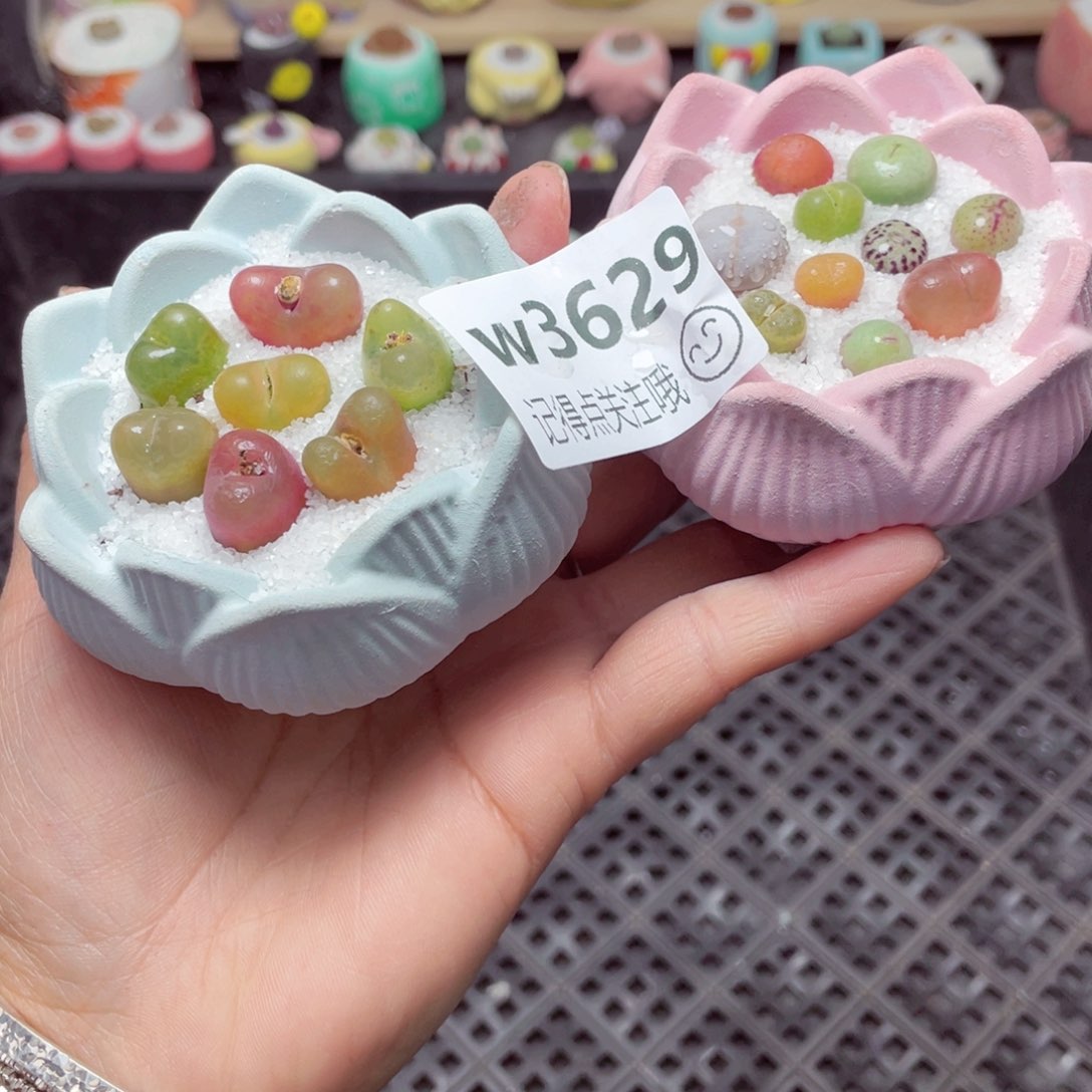 w3629 带盆土发货-零下地区拍保温箱