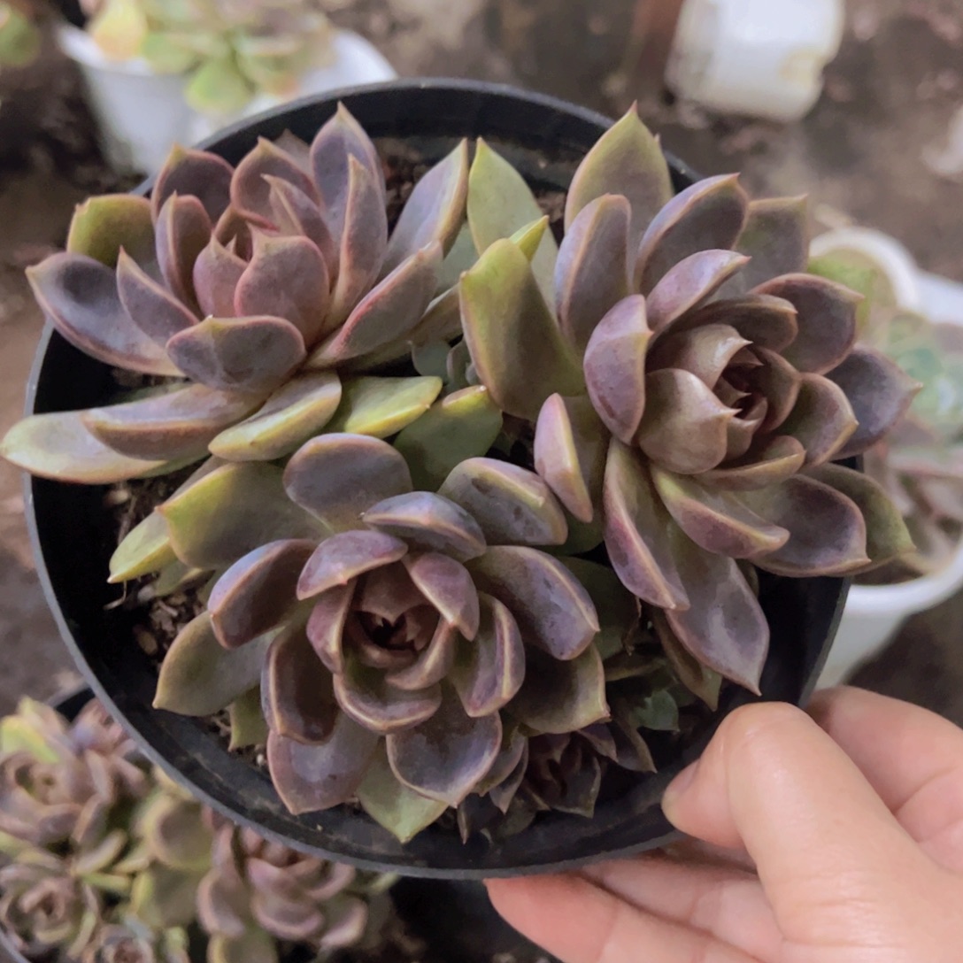 巧克力慕斯三大头起发