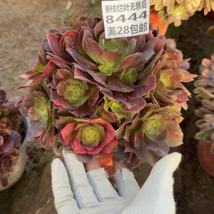 8444二号棚糖心七彩A