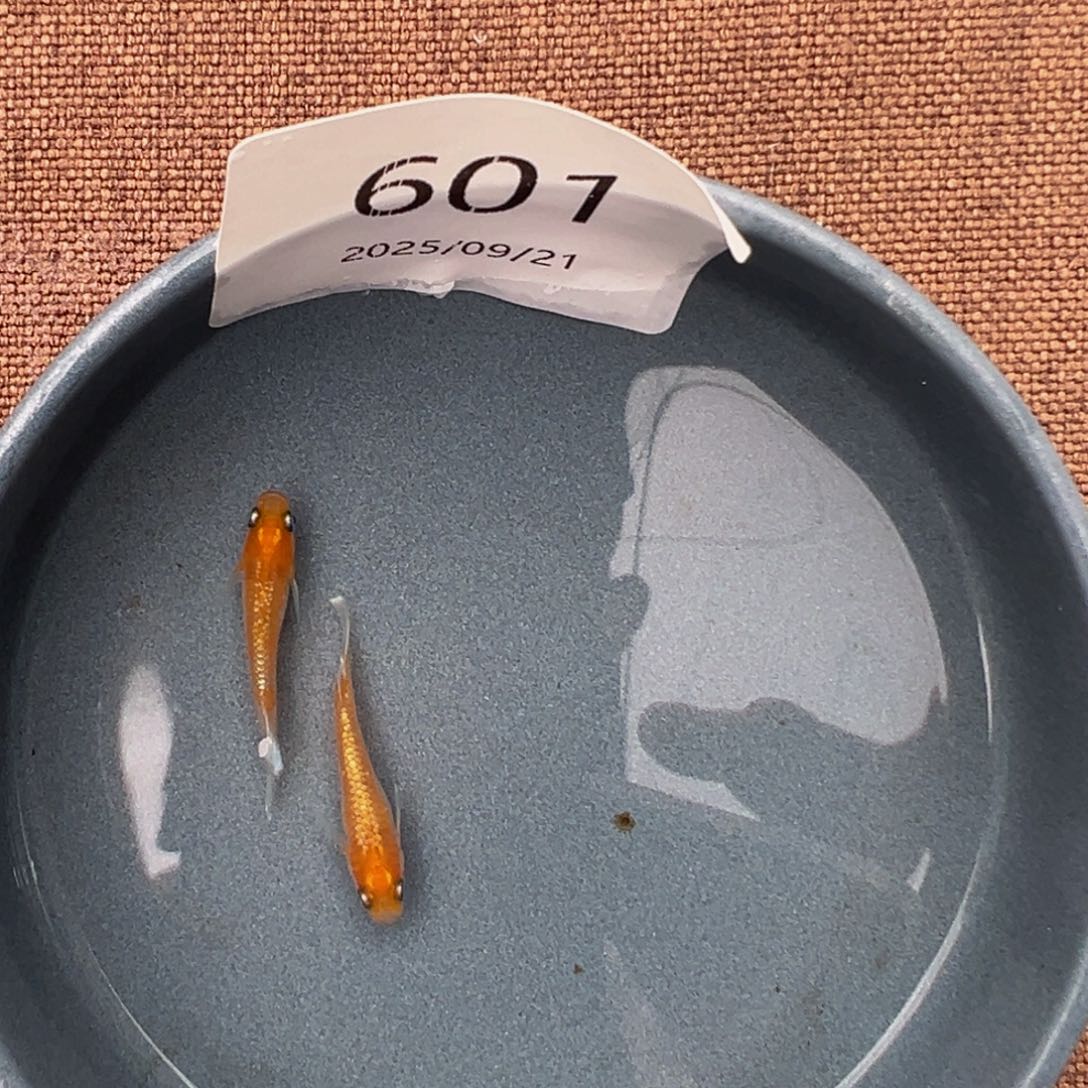 青鳉鱼601.林血赤壁一对