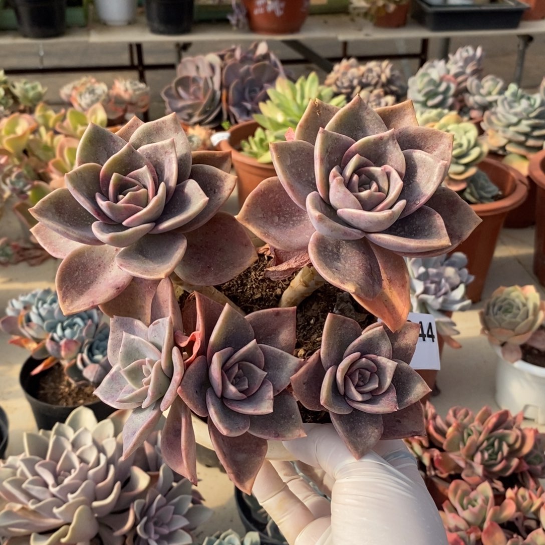 044旭贺老桩一物一拍