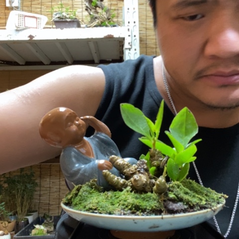 红陶一物一拍所见即所得348