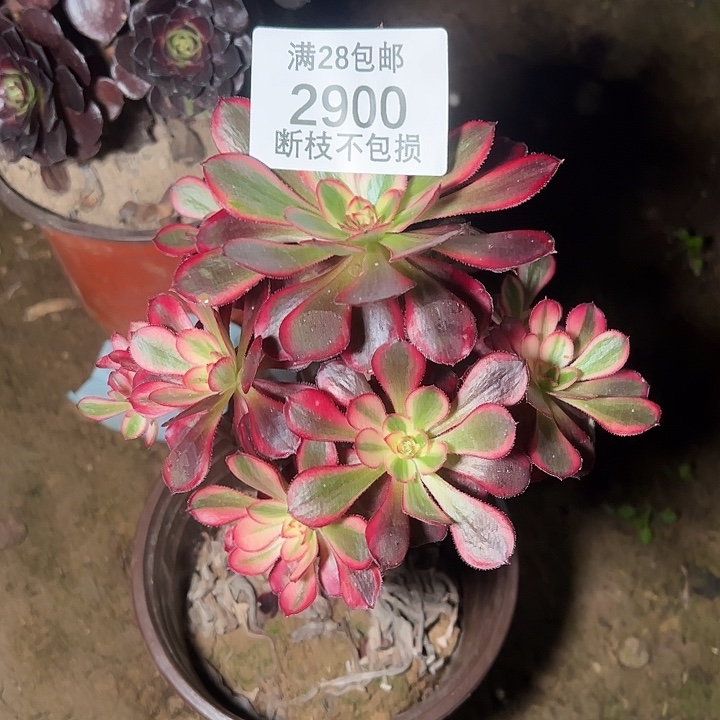 2900香奈儿多肉植物