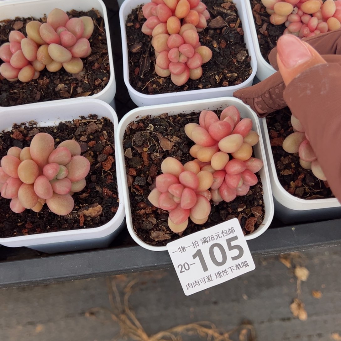 先锋派多肉多肉多肉多肉