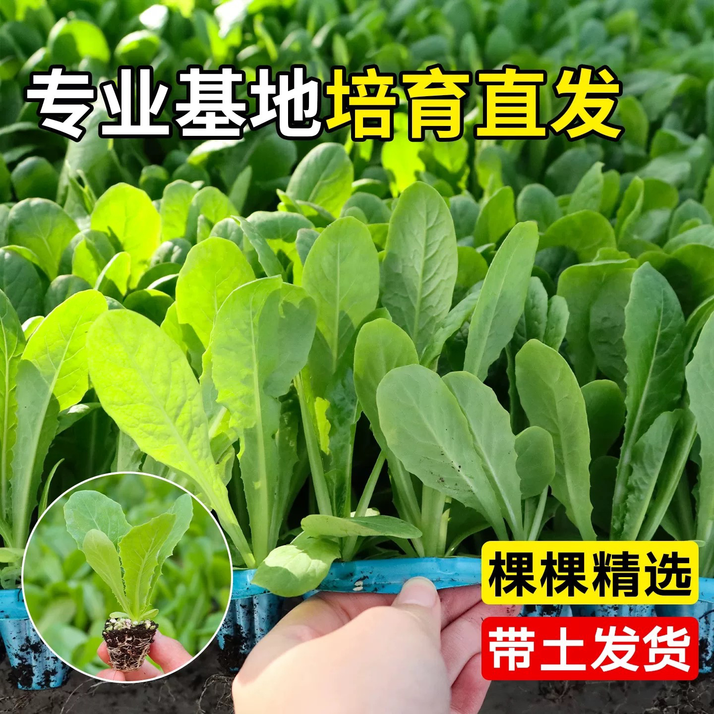 莴笋苗莴苣秧苗青皮农家耐寒蔬菜苗红皮现卖西蓝花阳台