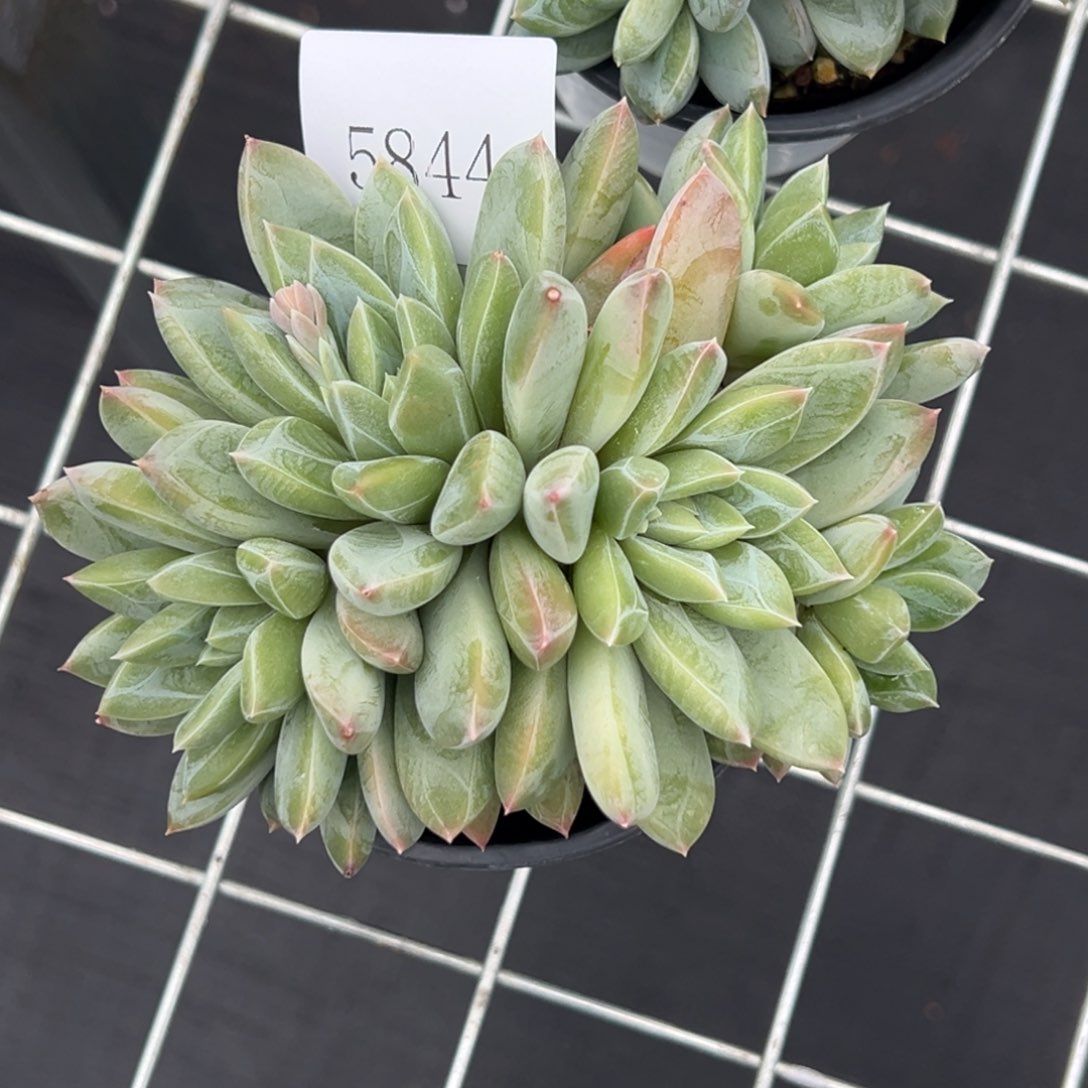 ?****?5844多肉多多多多多