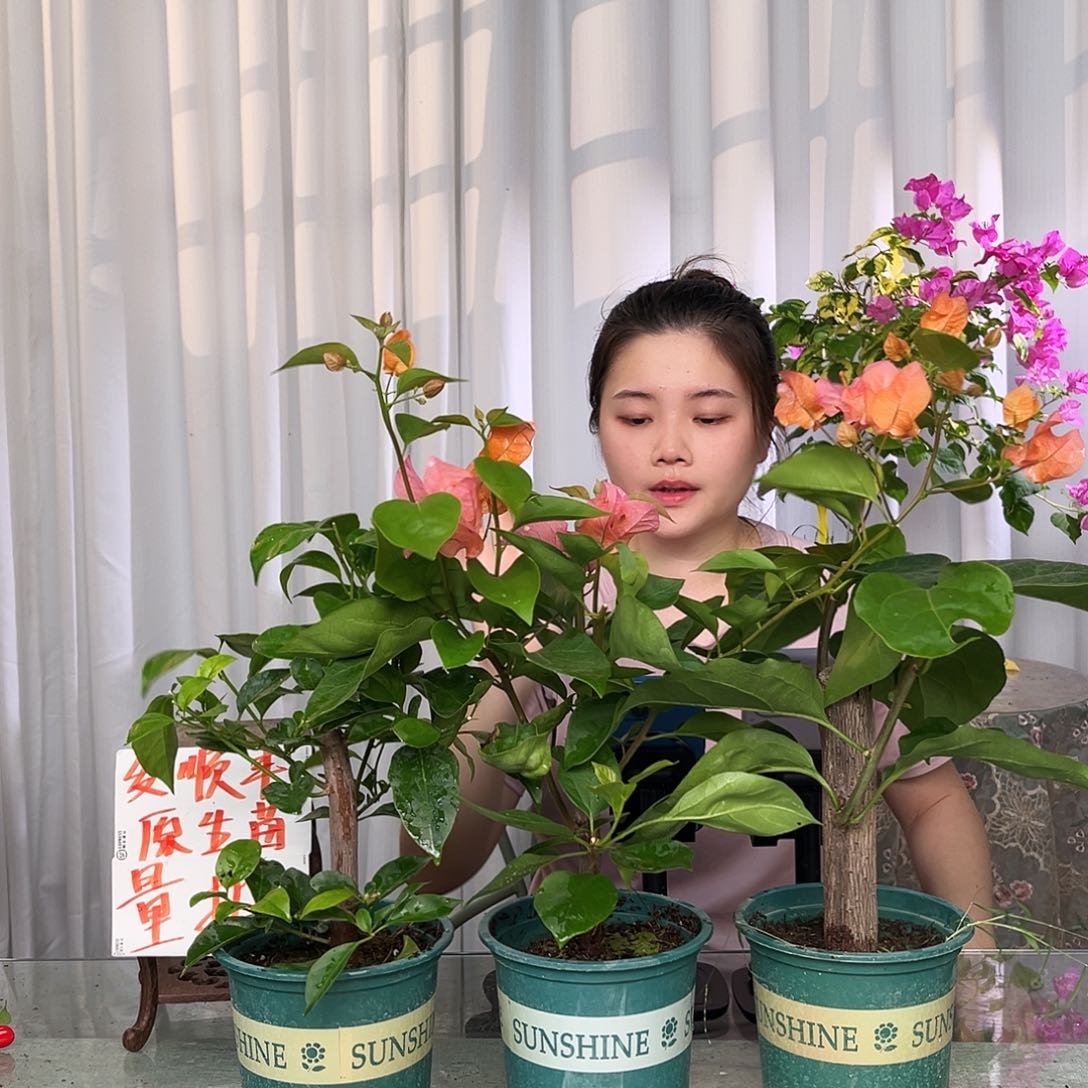 当前无花栽培后可以开花波妹，白雪，画报组合